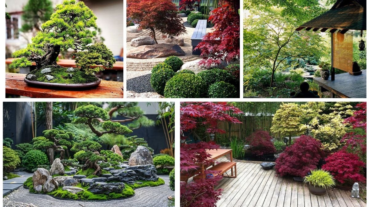 Miniature Trees for Creating Zen Gardens