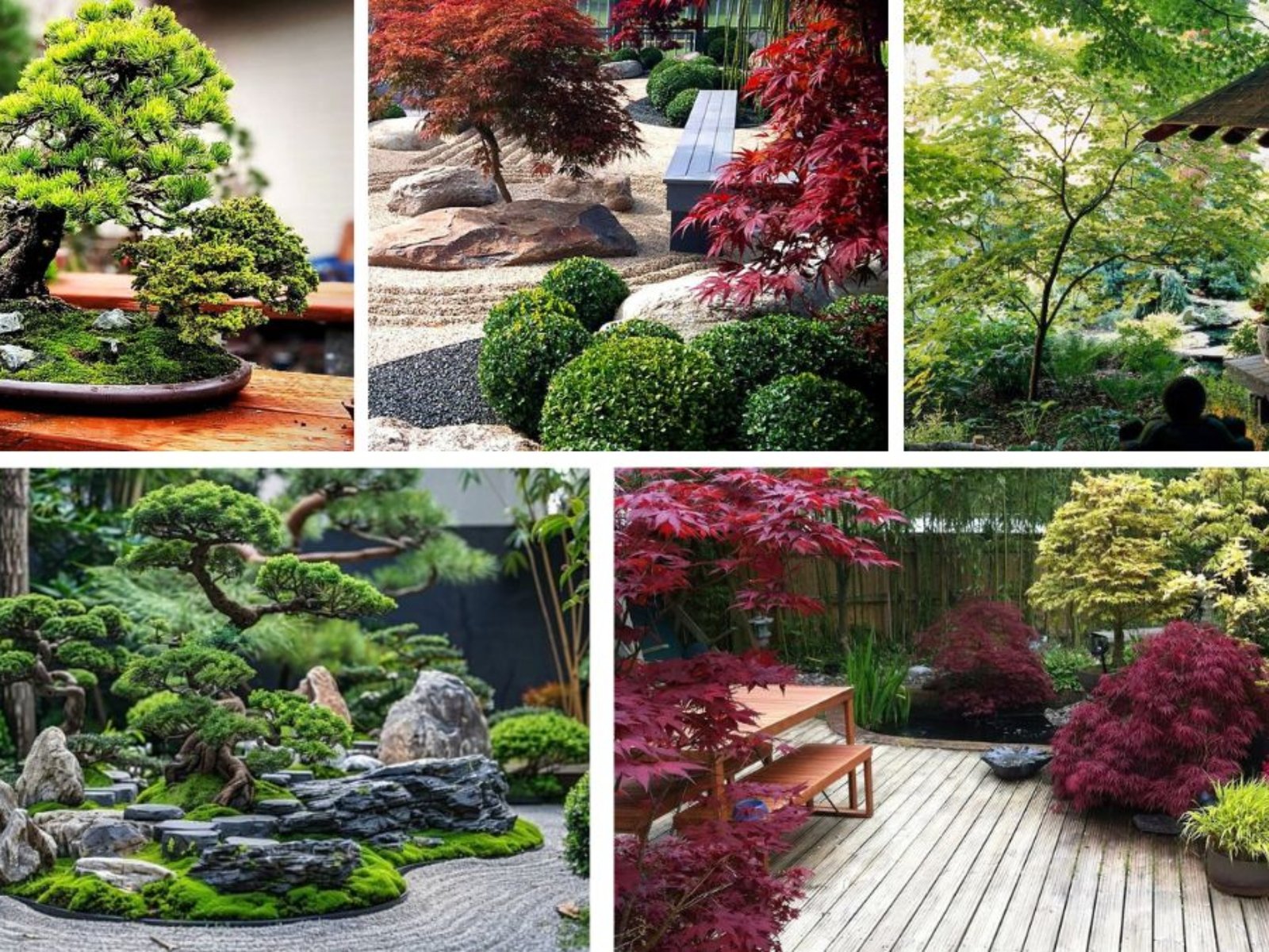 Miniature Trees for Creating Zen Gardens
