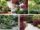 Miniature Trees for Creating Zen Gardens